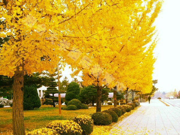 国立忠北大学美丽的秋景2