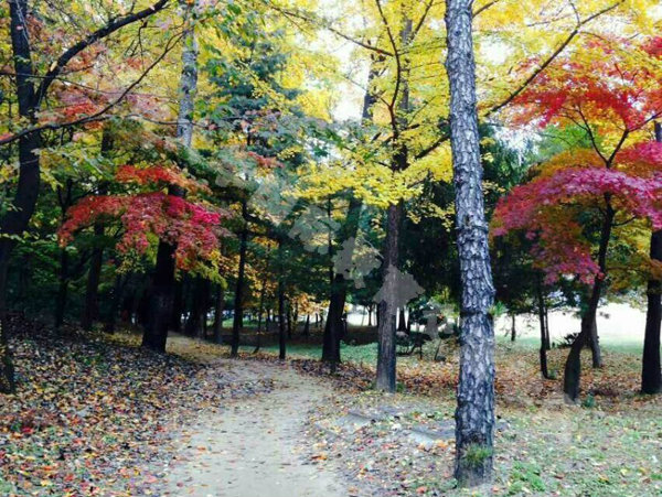 国立忠北大学美丽的秋景